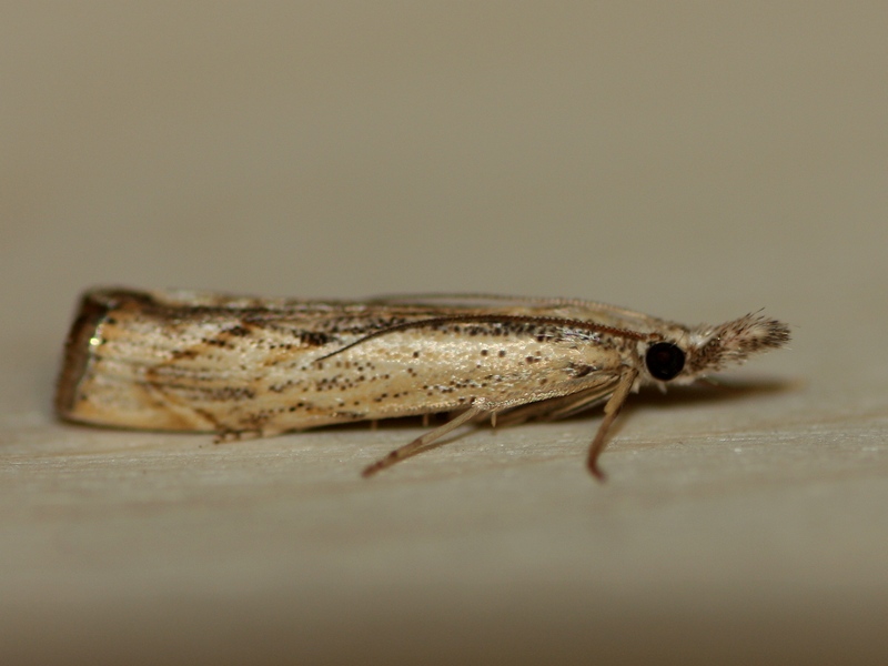 Agriphila tolli  conferma. Agriphila cfr. geniculea, Crambidae